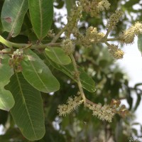 Terminalia arjuna (Roxb. ex DC.) Wight & Arn.